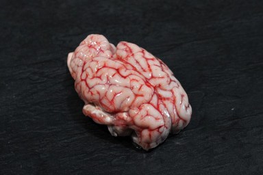 cervelle agneau.jpg
